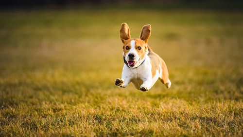 Beagle in mid-air with upright ears on a sunlit grassy field, Graz, Austria