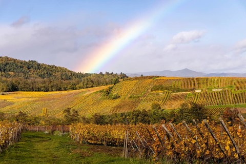 Vineyards under a rainbow along the Route des vins with autumn colors, Eguisheim, Alsace, France