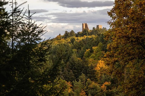 Forests during autumn with ruines of Les Trois Chateaux in Eguisheim, Alsace, France