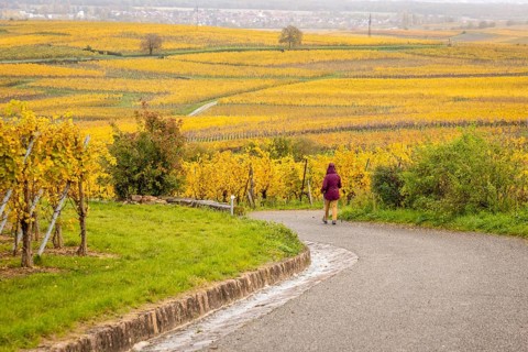 A lady is walking in the middle of vineyards along the Route des vins with autumn colors,
