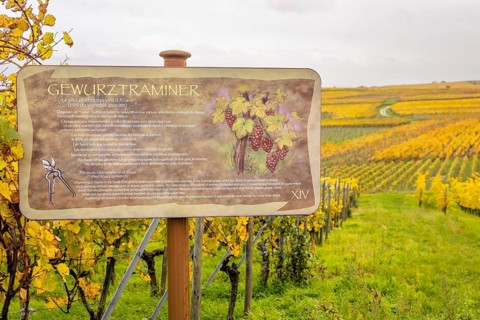 Gewürztraminer vineyards along the Route des vins with autumn colors, Eguisheim, Alsace, France