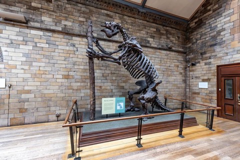 London, United Kingdom - 15 May 2025: Massive prehistoric megatherium skeleton in the Natural