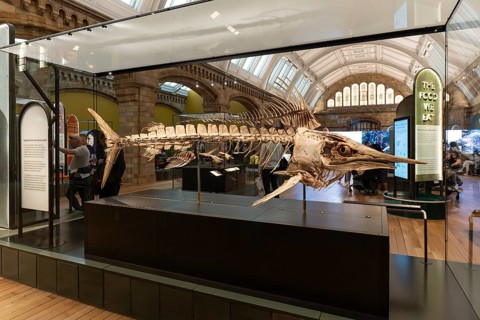 London, United Kingdom - 15 May 2025: Impressive marine life fossil exhibit inside the Natural