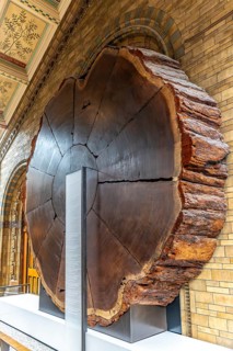 London, United Kingdom - 15 May 2025: Massive cross-section of a giant sequoia tree trunk on
