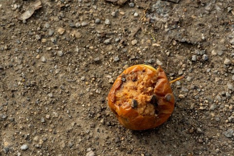 Borken, NRW, Germany, Rotten apple decomposing on rough dirt ground, symbolizing waste and decay