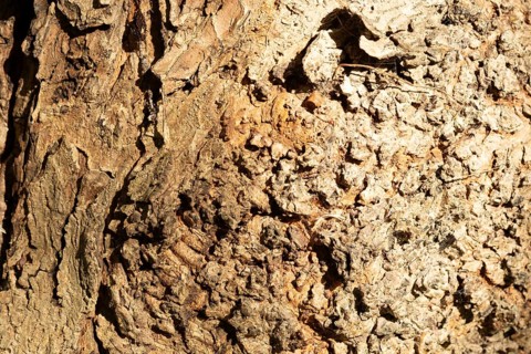 Raesfeld, NRW, Germany, Distressed tree bark showing rough texture, brown tones, and organic