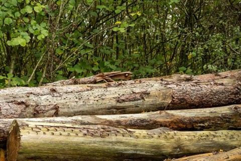 Raesfeld, NRW, Germany, Stacked timber logs showing textured bark and patterns from logging in a