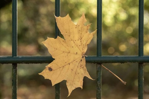 Borken, NRW, Germany, Yellow maple leaf clinging to a green fence, signifying the autumn season