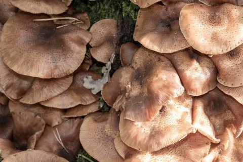 Borken, NRW, Germany, Cluster of brown armillaria fungi growing densely on a tree in a woodland