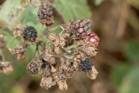 Borken, NRW, Germany, Decaying blackberries on a thorny bush showing the process of decomposition