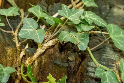 Borken, NRW, Germany, Green ivy leaves climbing and spreading on weathered wooden tree stump