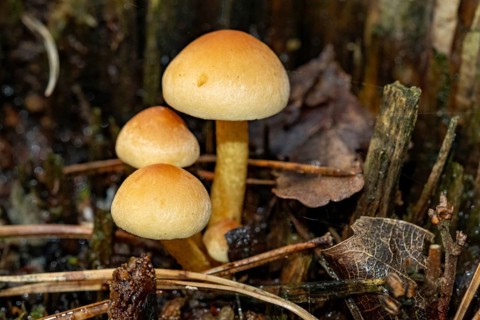 Borken, NRW, Germany, Wild mushrooms regenerating natural ecosystems in woodland habitat
