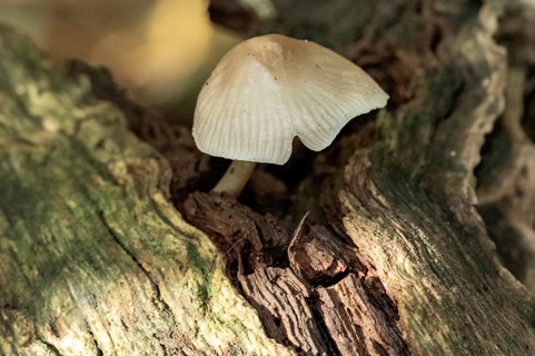 Borken, NRW, Germany, Small mushroom growing on rotting log, highlighting decomposition in nature