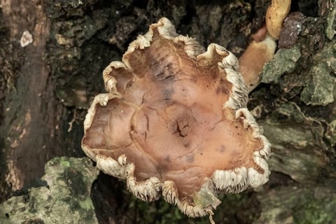 Borken, NRW, Germany, Fungus decaying tree bark, showing natural patterns and textures outdoors