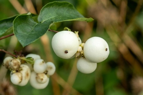 Raesfeld, NRW, Germany, White snowberries (symphoricarpos albus) displaying natural beauty on green
