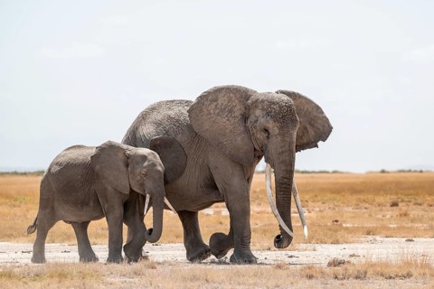 African elephants (Loxodonta africana), mother and young in dry savanna, Amboseli National Park,