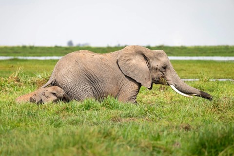 African elephant (Loxodonta africana), mother and young in Longinye Swamp, Amboseli National Park,