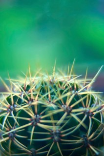 Parodia warasii, Cactaceae, cactus native to Brazil, geowing as indoor plant in Germany