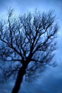Big to small branches like a growing tree diagram highlighted by unsharp to sharp photography tilt