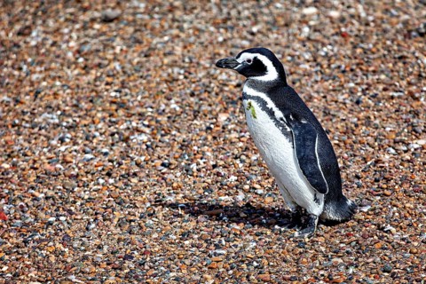 Single penguin on gravelly ground, The Magellanic Penguin (Spheniscus magellanicus) from Punta