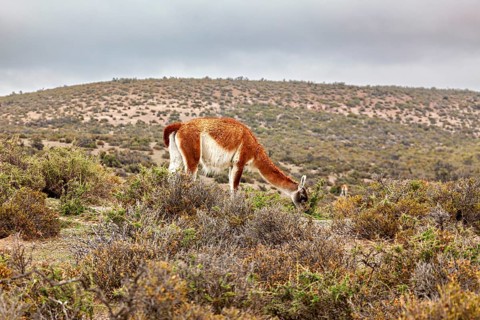 A guanaco grazes in a hilly landscape under a cloudy sky, wild guanaco (Llama guanicoe) on the