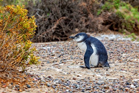 A penguin sits on gravelly ground near a shrub in natural surroundings, The Magellanic Penguin