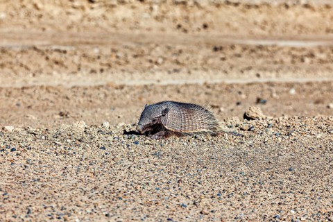 An armadillo lies on a sandy ground in the desert, the brown-bristled armadillo (Chaetophractus