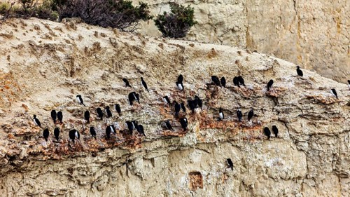 Cormorant colony on eroded cliffs, natural wilderness atmosphere, the rock scar (Leucocarbo