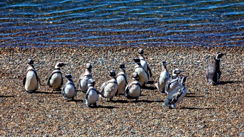 A group of penguins gather on a gravelly beach with water in the background, The Magellanic Penguin