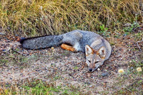 A fox lies relaxed on the ground, surrounded by nature and grasses, The Argentinean fighting fox