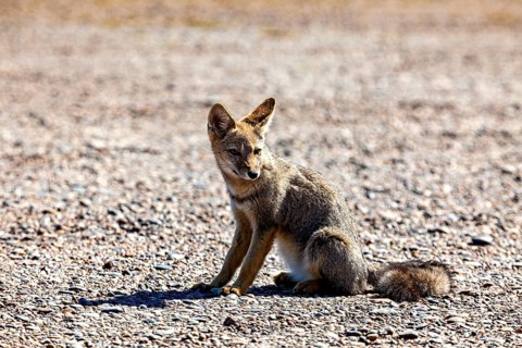 A young fox sits on a gravel path and looks attentively around him, The Argentinean fighting fox