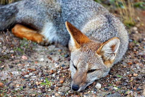 A fox is resting on the ground, eyes closed, in a peaceful mood, The Argentinean fighting fox