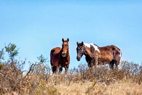 Two horses stand in an overgrown meadow under clear blue skies, The wild horses on the Valdes