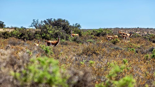 A flock of guanacos grazes in a vast, vegetated desert landscape, wild guanaco (Llama guanicoe) on