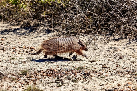 An armadillo runs near shrubs on dry soil, the brown-bristled armadillo (Chaetophractus villosus)
