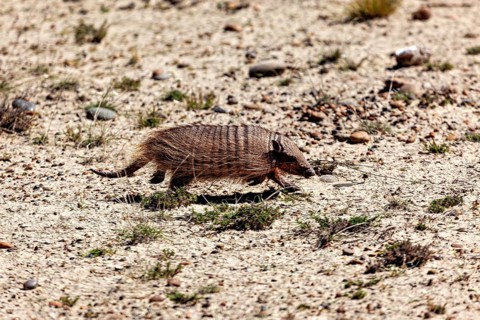 An armadillo moves through the desert on a dusty path, The brown-bristled armadillo (Chaetophractus