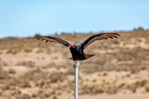 A vulture with spread wings sits on a wire fence in a barren desert landscape, turkey vultures
