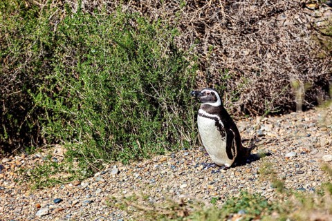 A penguin stands next to green shrubs on gravelly ground, The Magellanic Penguin (Spheniscus