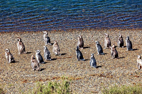 Penguins stand in various positions on a pebble beach close to the water, The Magellanic Penguin