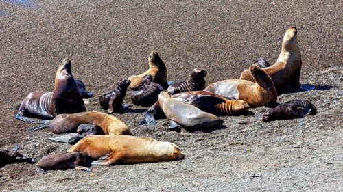 Sea lions rest in the sunshine on the sandy coastal area, the maned seals (Otaria flavescens) on