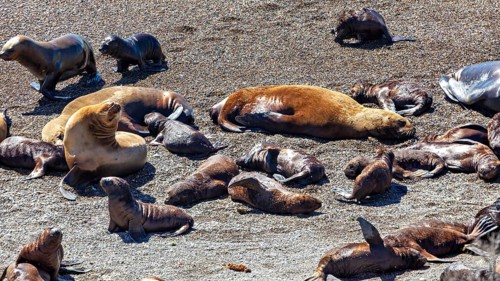 Collection of sea lions lying in the sun on the beach, The maned seals (Otaria flavescens) on the