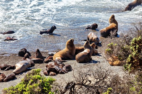 Sea lions move in the coastal waves and enjoy the apparent freedom and movement on the beach, The