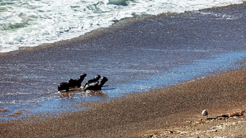 Sea lions on the seashore with a bird nearby and brown algae on the sand, characterizing the