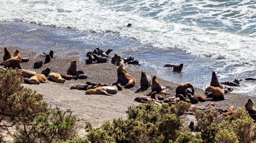 Sea lions frolic on the coast, relax and enjoy the ocean waves on the beach, the maned seals