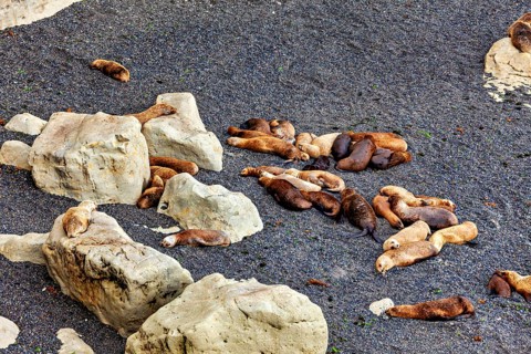 A group of sea lions rest on a rocky beach and enjoy the peaceful coastal atmosphere, the maned