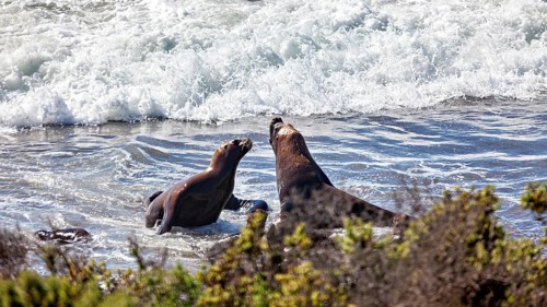 Sea lions play in ocean waves surrounded by sand and plants as they interact with each other, The