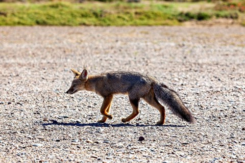 A fox runs across a gravel path in nature surrounded by sunshine, The Argentinean fighting fox