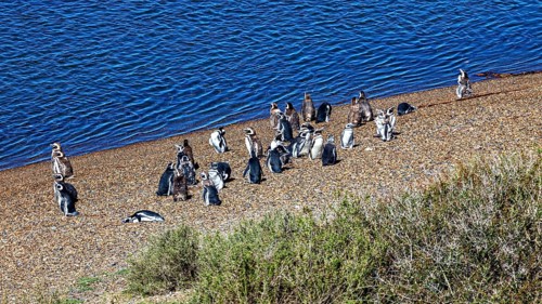 A group of penguins stand on a pebble beach next to blue water in natural surroundings, The