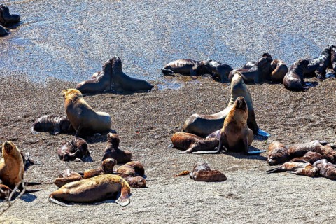 Sea lions rest on the beach under the sun. The animals enjoy the relaxed atmosphere on the grey