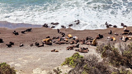 Sea lions rest on the rocky beach near the burning coastal waves, the maned seals (Otaria